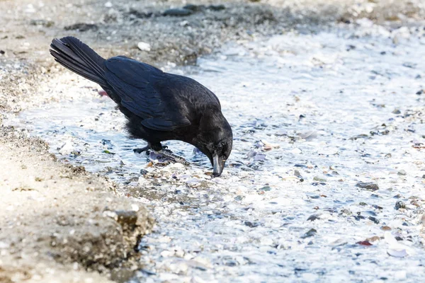 Чёрный северо-западный ворон — стоковое фото