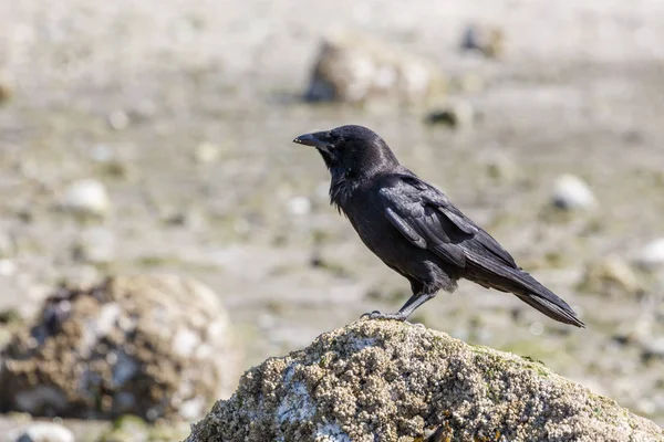 Black Northwestern crow — Stock Photo, Image