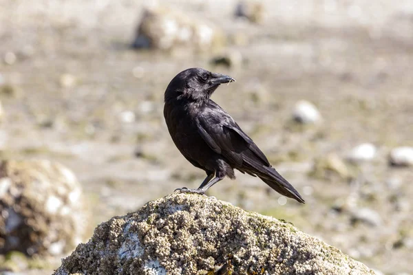 Black Northwestern crow — Stock Photo, Image