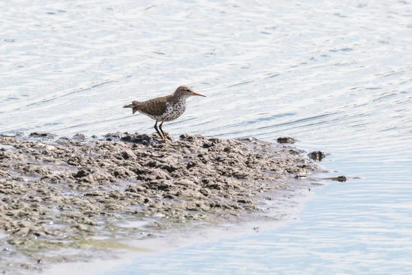 Skvrnitým sandpiper pták — Stock fotografie