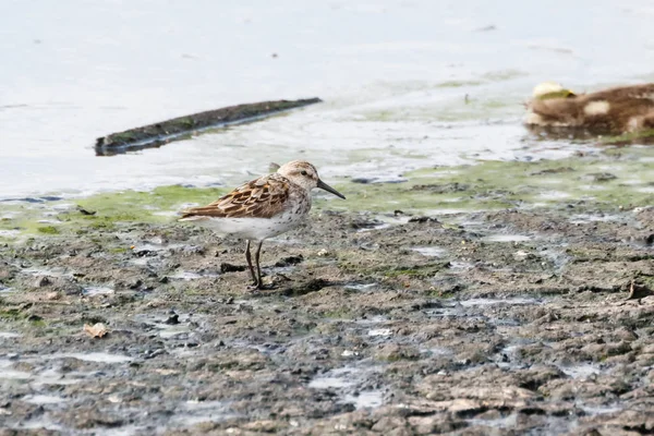 Západní sandpiper pták — Stock fotografie