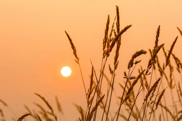 Sun과 잡 초 — 스톡 사진