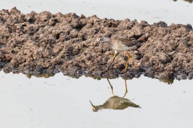 büyük Sarıbacak kuş