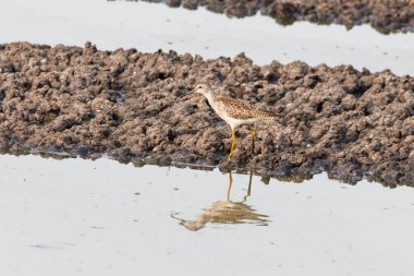 büyük Sarıbacak kuş