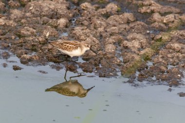 Batı sandpiper kuş