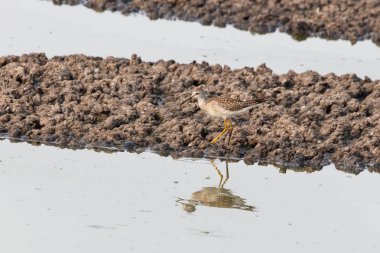 büyük Sarıbacak kuş