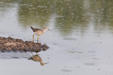 büyük Sarıbacak kuş