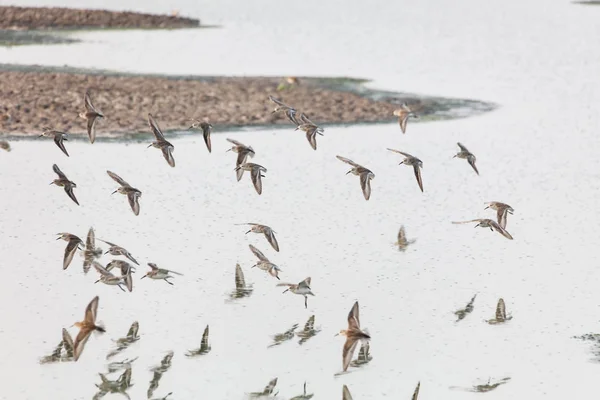 Δυτική sandpiper πουλί — Φωτογραφία Αρχείου