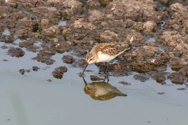 Batı sandpiper kuş — Stok fotoğraf