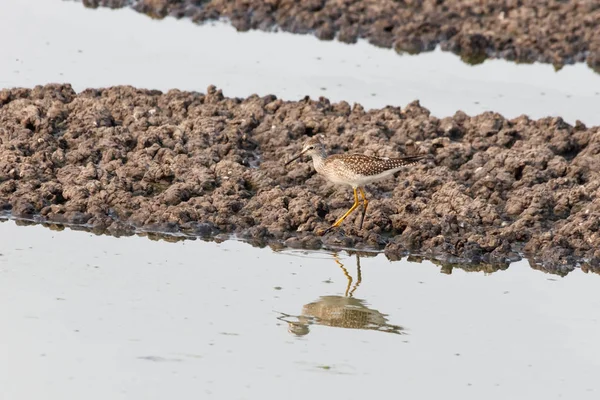 büyük Sarıbacak kuş