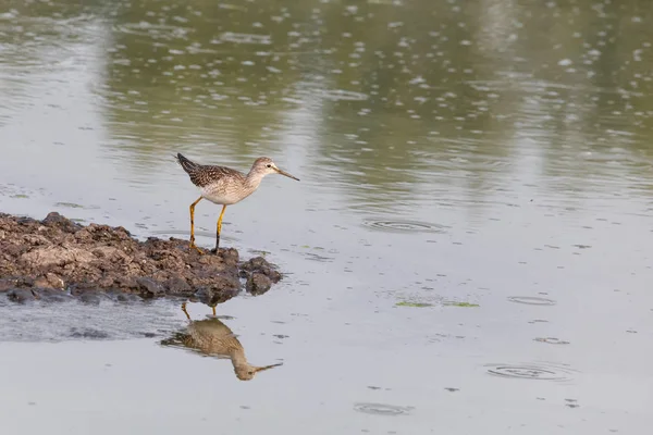 더 큰 yellowlegs 새 — 스톡 사진