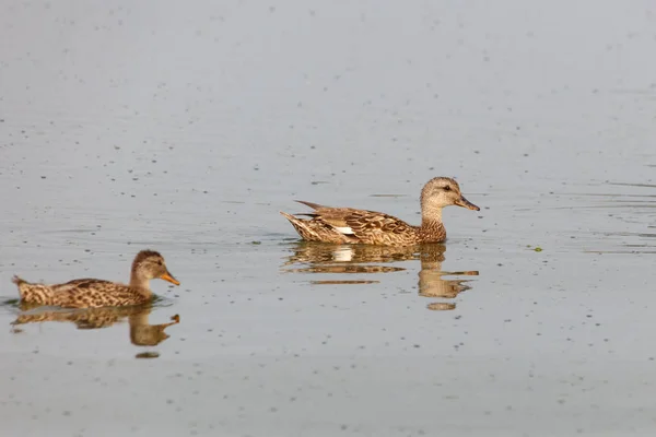 Kalabalık kuş ve su birikintisi — Stok fotoğraf