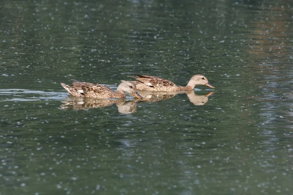 Gadwall πουλιών και λίμνη — Φωτογραφία Αρχείου