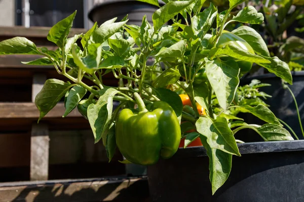 Pimentão cultivado em casa — Fotografia de Stock