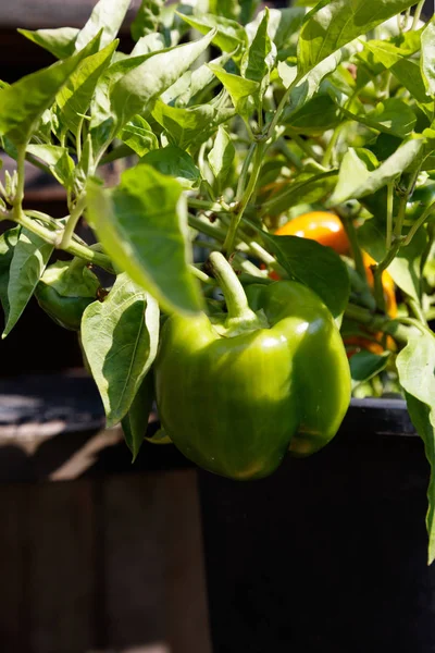 Pimentão cultivado em casa — Fotografia de Stock