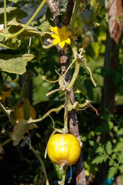 Home grown lemon cucumbers — Stock Photo, Image