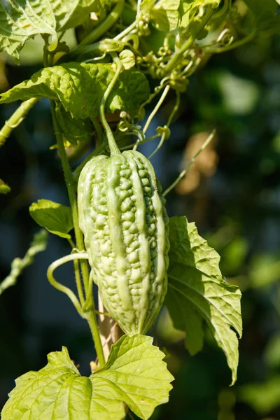 Calabaza amarga cultivada en casa —  Fotos de Stock