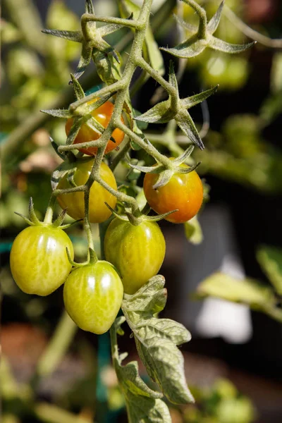 Evde yetiştirilen domates — Stok fotoğraf