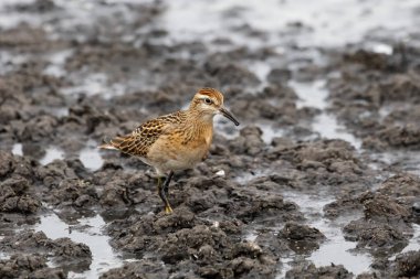 Keskin Sandpiper Richmond Bc Kanada 2017 Eylül at kuyruklu.