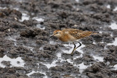 Keskin Sandpiper Richmond Bc Kanada 2017 Eylül at kuyruklu.