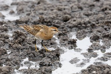 Keskin Sandpiper Richmond Bc Kanada 2017 Eylül at kuyruklu.