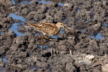 Keskin Sandpiper Richmond Bc Kanada 2017 Eylül at kuyruklu.