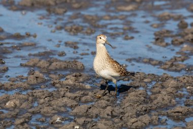 çizgili kum kuşu Richmond Bc Kanada 2017 Eylül.