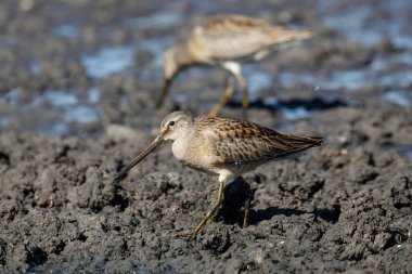 Uzun gagalı dowitcher Richmond Bc Kanada 2017 Eylül.