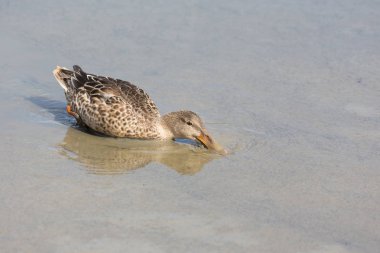 Kadın Bayağı kaşıkgaga Delta Bc Kanada 2017 Eylül.