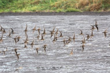 uçan dowitcher ve Richmond Bc Kanada 2017 Eylül vasıl kum kuşu.