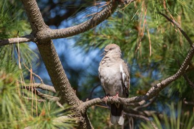 Beyaz Güvercin Richmond Bc Kanada 2017 Eylül, kanatlı.