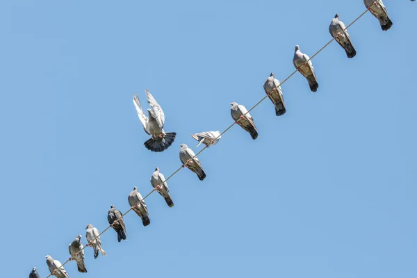 Troupeau Pigeons Assis Sur Ligne Électrique — Photo