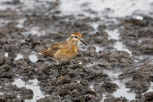 Keskin Sandpiper Richmond Bc Kanada 2017 Eylül at kuyruklu.