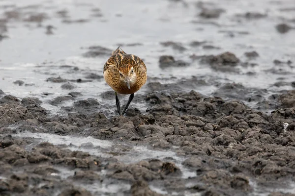 Sharp Tailed Sandpiper Richmond Kanada 2017 Sep — Zdjęcie stockowe