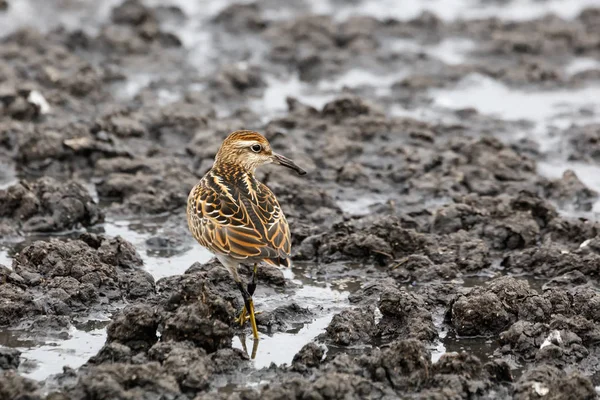 Sharp Tailed Sandpiper Richmond Kanada 2017 Sep — Zdjęcie stockowe