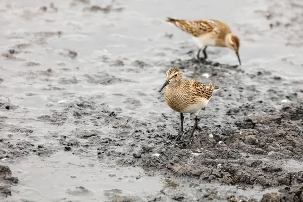 Θωρακικά Sandpiper Στο Richmond Καναδάς Σεπτεμβρίου 2017 — Φωτογραφία Αρχείου