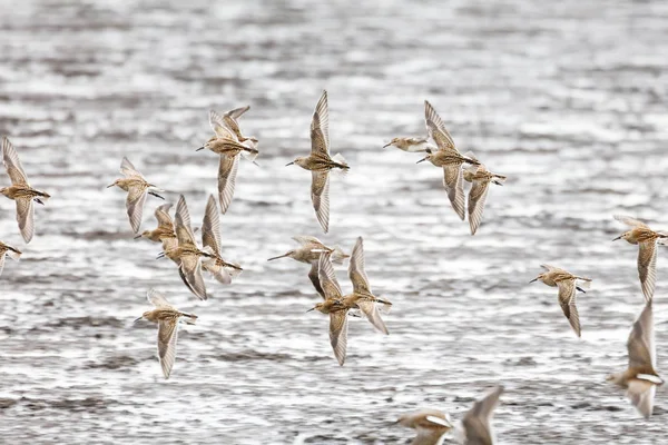 Dowitcher Sandpiper Voladores Richmond Canada 2017 Sep —  Fotos de Stock