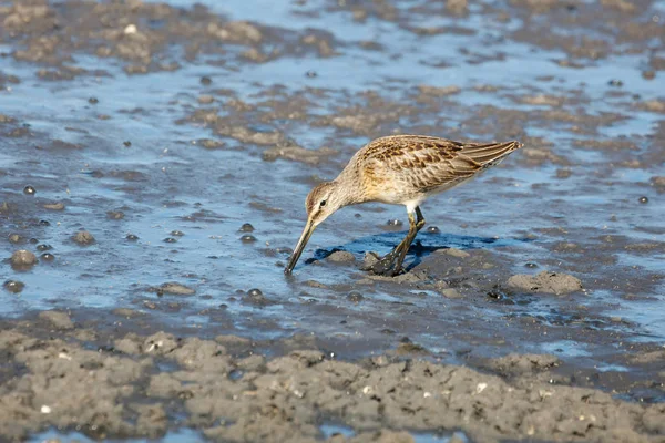 Uzun gagalı dowitcher Richmond Bc Kanada 2017 Eylül.