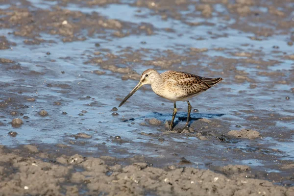 Uzun gagalı dowitcher Richmond Bc Kanada 2017 Eylül.