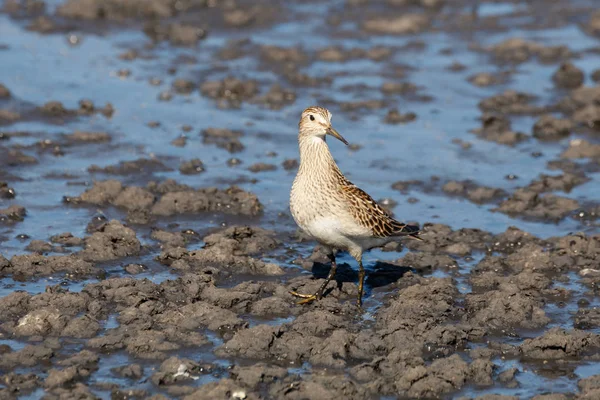 çizgili kum kuşu Richmond Bc Kanada 2017 Eylül.