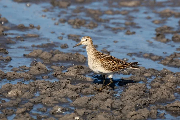 çizgili kum kuşu Richmond Bc Kanada 2017 Eylül.