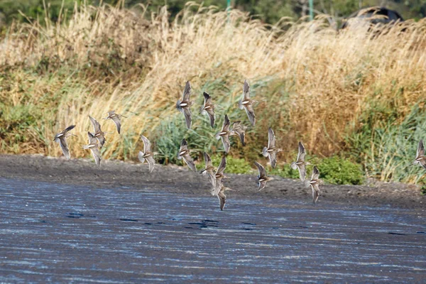 Ruspa Volante Sandpiper Richmond Canada 2017 Set — Foto Stock