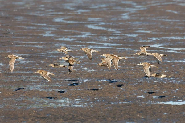 Flying Long Billed Dowitcher Richmond Canada 2017 Sep — Stock Photo, Image