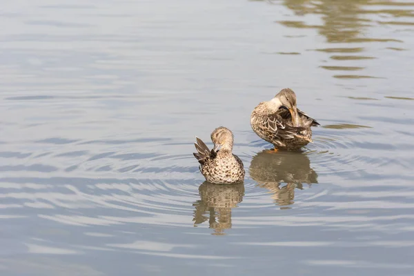 Vrouwelijke Slobeend Groen Winged Teal Delta Canada 2017 Sep — Stockfoto