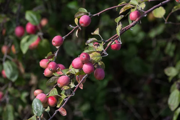 红苹果树 — 图库照片