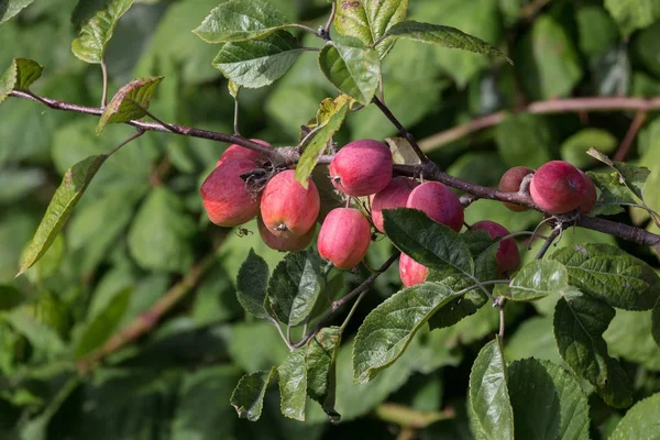 Rode crabapples boom — Stockfoto