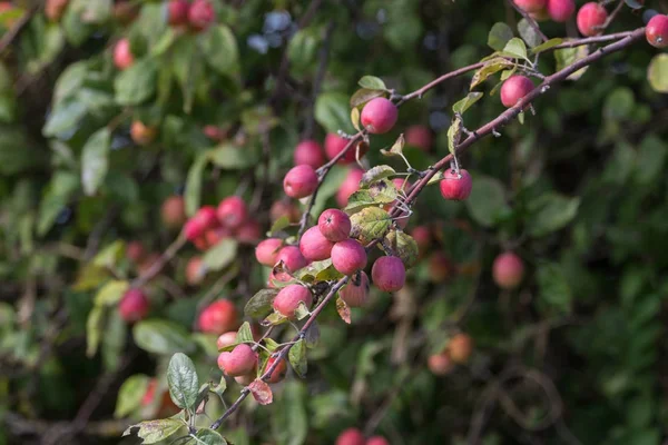 Crabapples Czerwony Drzewo Delta Kanada 2017 Sep — Zdjęcie stockowe