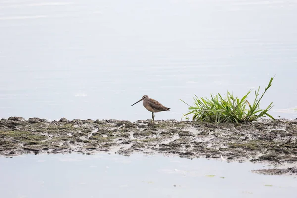 Long billed dowitcher — Stock Photo, Image