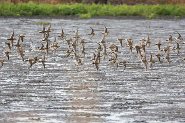 Стадо літаючих sandpiper — стокове фото