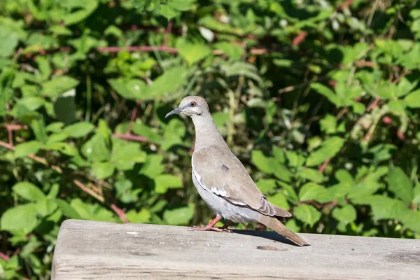 Skrzydlaty White Dove Richmond Kanada 2017 Sep — Zdjęcie stockowe